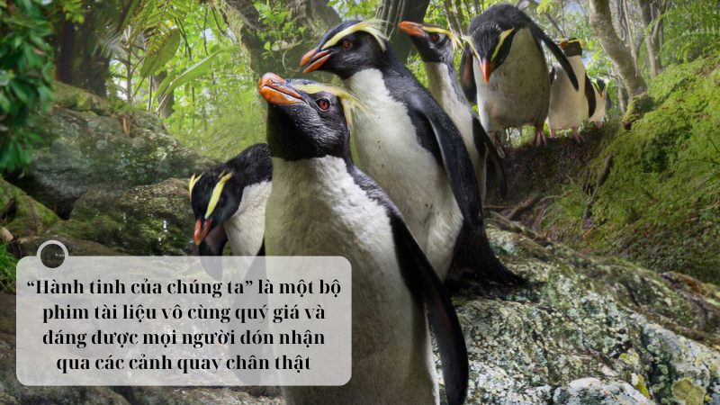 soạn bài choáng ngợp và đau đớn những cảnh báo từ loạt phim hành tinh của chúng ta lớp 8