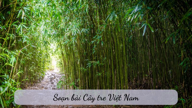 Soạn bài Cây tre Việt Nam (Thép Mới) – Ngữ văn 6