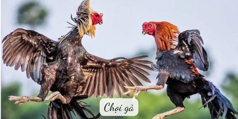 Truyện cười: Chọi gà