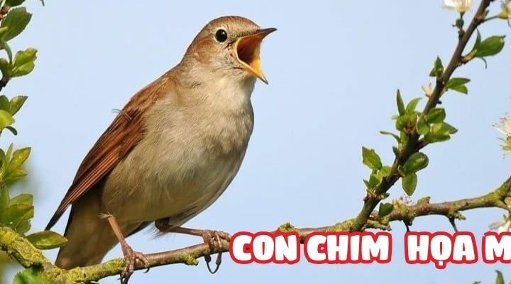 Truyện cổ tích nước ngoài: Con chim họa mi