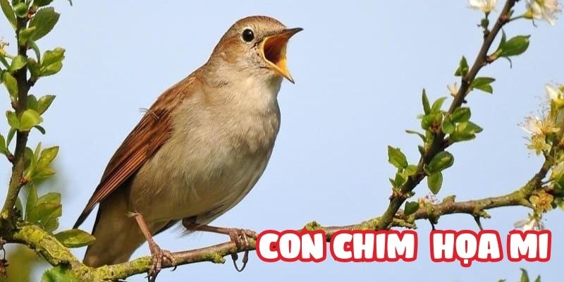 Truyện cổ tích nước ngoài: Con chim họa mi