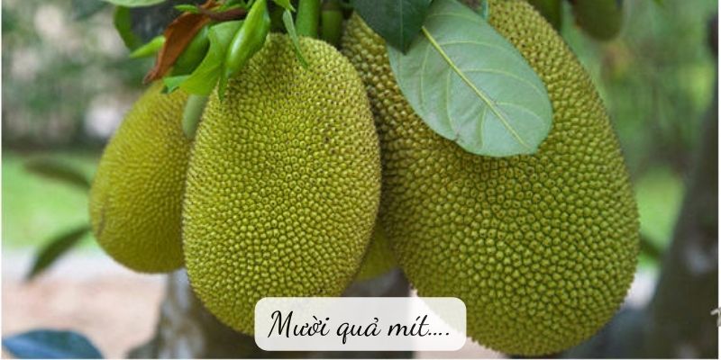 Truyện cười: Mười quả mít….