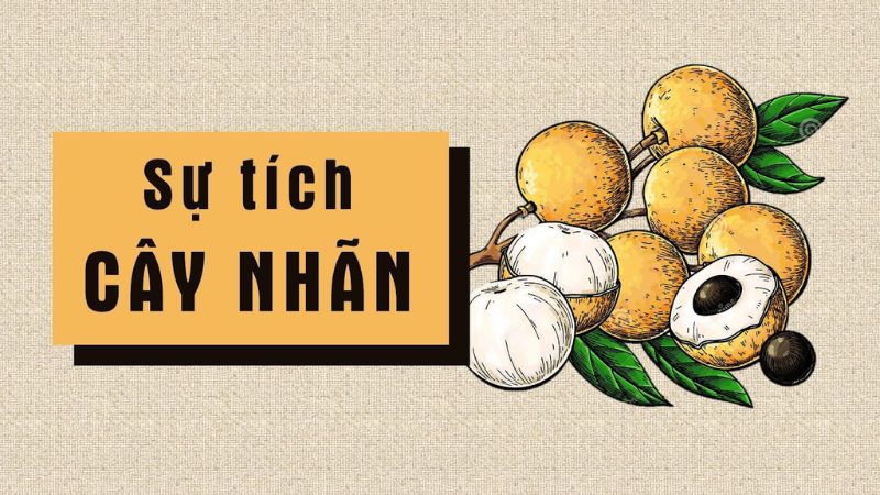 Truyện cổ tích Việt Nam: Sự tích cây nhãn