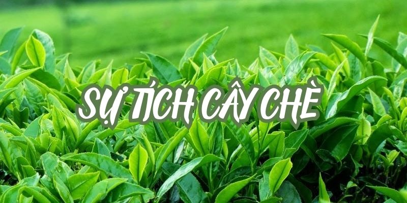 Sự tích cây chè