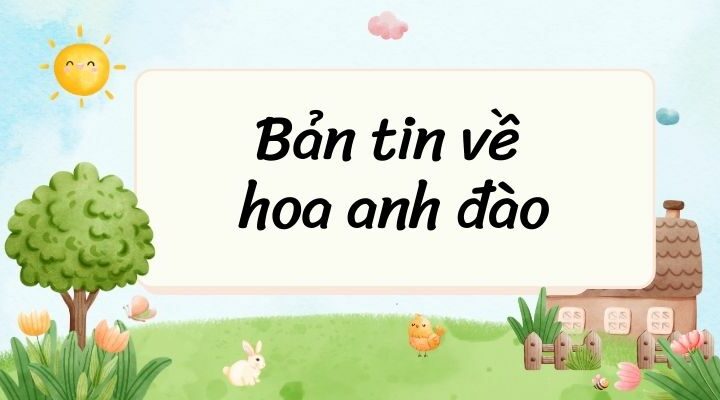 Bản tin về hoa anh đào – Ngữ văn lớp 7 Kết nối tri thức