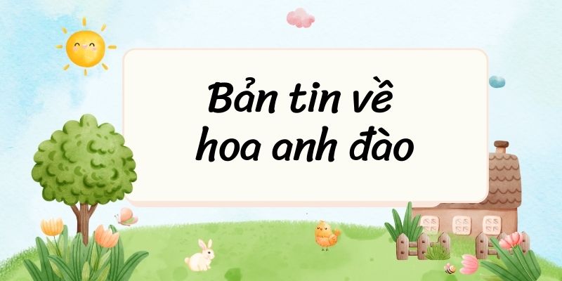 Bản tin về hoa anh đào – Ngữ văn lớp 7 Kết nối tri thức