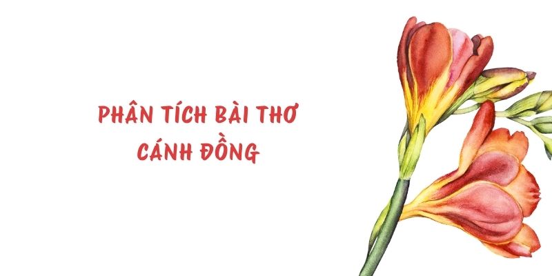 (40+ mẫu) Phân tích bài thơ Cánh đồng (hay nhất)